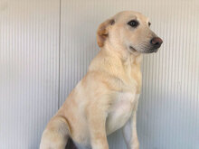 GEREMIA, Hund, Mischlingshund in Italien - Bild 15