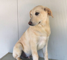 GEREMIA, Hund, Mischlingshund in Italien - Bild 16
