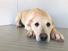 GEREMIA, Hund, Mischlingshund in Italien - Bild 17