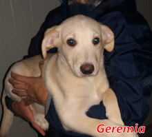 GEREMIA, Hund, Mischlingshund in Italien - Bild 18