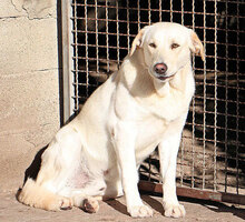 GEREMIA, Hund, Mischlingshund in Italien - Bild 3