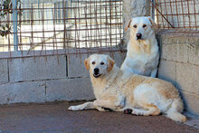 GEREMIA, Hund, Mischlingshund in Italien - Bild 5