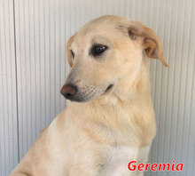 GEREMIA, Hund, Mischlingshund in Italien - Bild 7