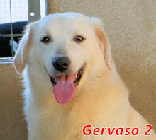 GERVASO2, Hund, Mischlingshund in Italien - Bild 1