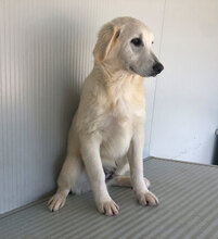 GERVASO2, Hund, Mischlingshund in Italien - Bild 10
