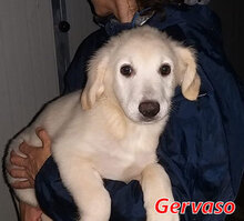 GERVASO2, Hund, Mischlingshund in Italien - Bild 12