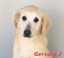GERVASO2, Hund, Mischlingshund in Italien - Bild 8