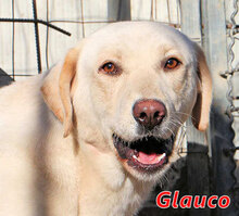 GLAUCO, Hund, Mischlingshund in Italien - Bild 1