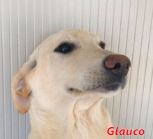 GLAUCO, Hund, Mischlingshund in Italien - Bild 10