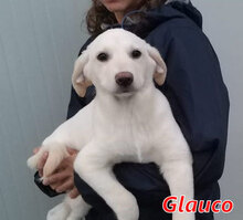 GLAUCO, Hund, Mischlingshund in Italien - Bild 11