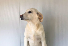 GLAUCO, Hund, Mischlingshund in Italien - Bild 13
