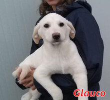 GLAUCO, Hund, Mischlingshund in Italien - Bild 16