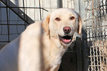GLAUCO, Hund, Mischlingshund in Italien - Bild 2