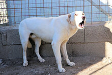 GLAUCO, Hund, Mischlingshund in Italien - Bild 4
