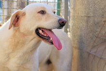 GLAUCO, Hund, Mischlingshund in Italien - Bild 5