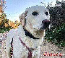 GLAUCO, Hund, Mischlingshund in Italien - Bild 6