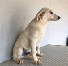 GLAUCO, Hund, Mischlingshund in Italien - Bild 9