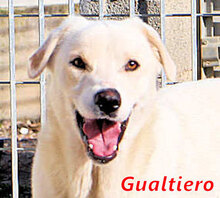 GUALTIERO, Hund, Mischlingshund in Italien - Bild 1