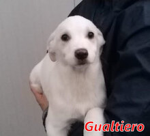 GUALTIERO, Hund, Mischlingshund in Italien - Bild 10