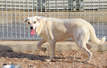 GUALTIERO, Hund, Mischlingshund in Italien - Bild 11