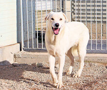 GUALTIERO, Hund, Mischlingshund in Italien - Bild 12