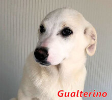 GUALTIERO, Hund, Mischlingshund in Italien - Bild 13