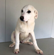 GUALTIERO, Hund, Mischlingshund in Italien - Bild 14