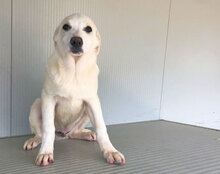 GUALTIERO, Hund, Mischlingshund in Italien - Bild 15