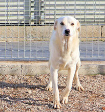 GUALTIERO, Hund, Mischlingshund in Italien - Bild 2