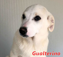GUALTIERO, Hund, Mischlingshund in Italien - Bild 7