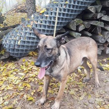 SHERLOCK, Hund, Malinois in Ungarn - Bild 3