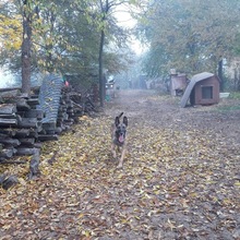 SHERLOCK, Hund, Malinois in Ungarn - Bild 4