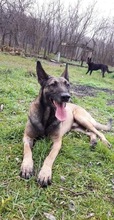 SHERLOCK, Hund, Malinois in Ungarn - Bild 6