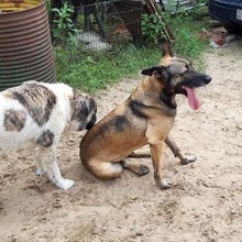 SHERLOCK, Hund, Malinois in Ungarn - Bild 7