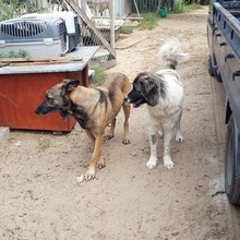 SHERLOCK, Hund, Malinois in Ungarn - Bild 9