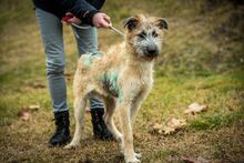 BILBO, Hund, Mischlingshund in Ungarn - Bild 1