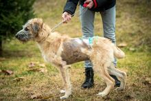 BILBO, Hund, Mischlingshund in Ungarn - Bild 2