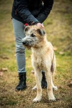 BILBO, Hund, Mischlingshund in Ungarn - Bild 3