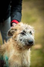 BILBO, Hund, Mischlingshund in Ungarn - Bild 5