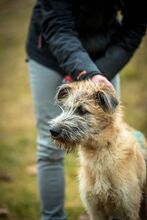 BILBO, Hund, Mischlingshund in Ungarn - Bild 6