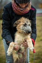 BILBO, Hund, Mischlingshund in Ungarn - Bild 7