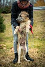 BILBO, Hund, Mischlingshund in Ungarn - Bild 8