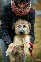 BILBO, Hund, Mischlingshund in Ungarn - Bild 9