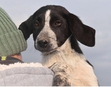 BISOU, Hund, Mischlingshund in Griechenland - Bild 1