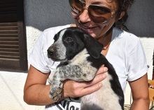 BISOU, Hund, Mischlingshund in Griechenland - Bild 10