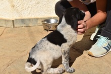 BISOU, Hund, Mischlingshund in Griechenland - Bild 13
