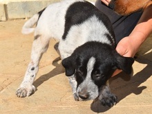BISOU, Hund, Mischlingshund in Griechenland - Bild 14
