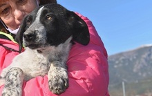 BISOU, Hund, Mischlingshund in Griechenland - Bild 2