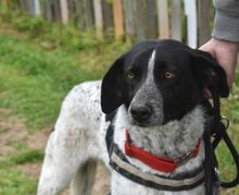 BISOU, Hund, Mischlingshund in Griechenland - Bild 28