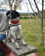 BISOU, Hund, Mischlingshund in Griechenland - Bild 29